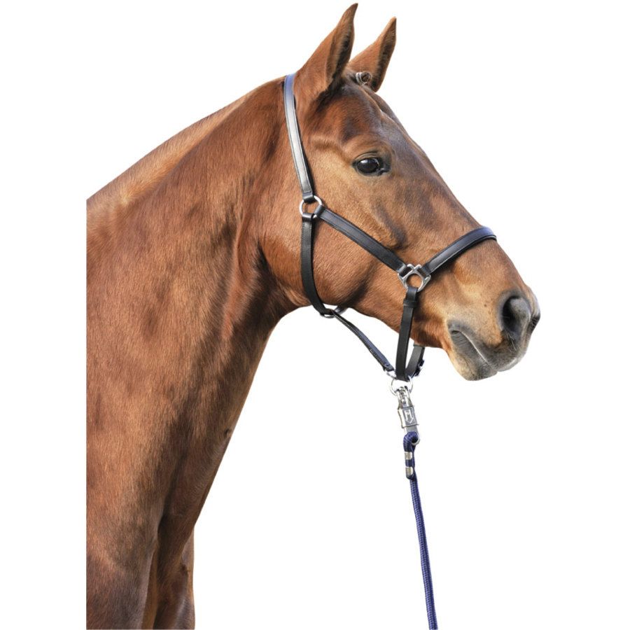 Capezza Classy in morbida pelle - ultimo pezzo PONY - immagine 2