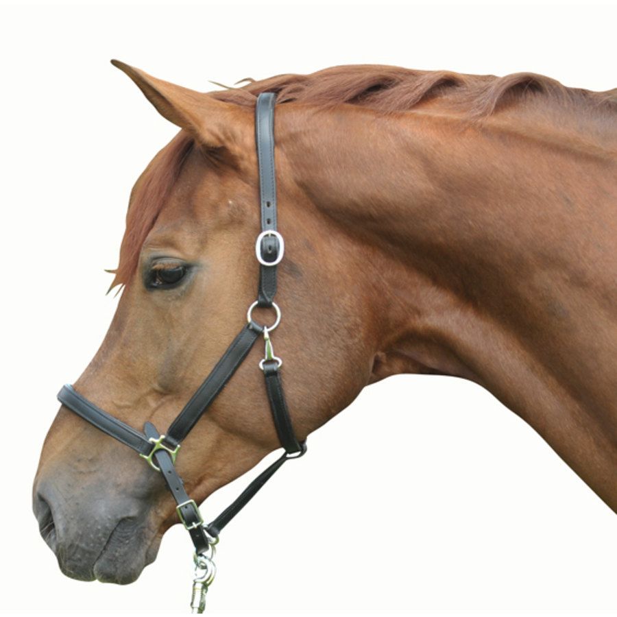 Capezza Classy in morbida pelle - ultimo pezzo PONY